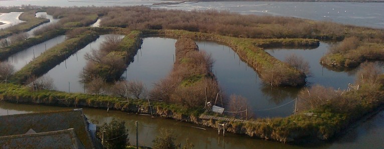 Escursioni in barena – Laguna di Chioggia
