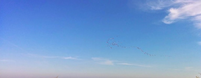 Lio Piccolo: il paradiso dei fenicotteri rosa nella laguna di Venezia