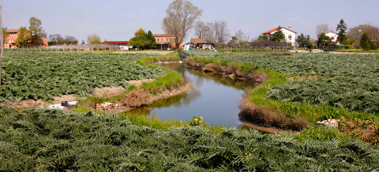 Isola di Sant'Erasmo: l'orto di Venezia | Carciofo violetto e Vino